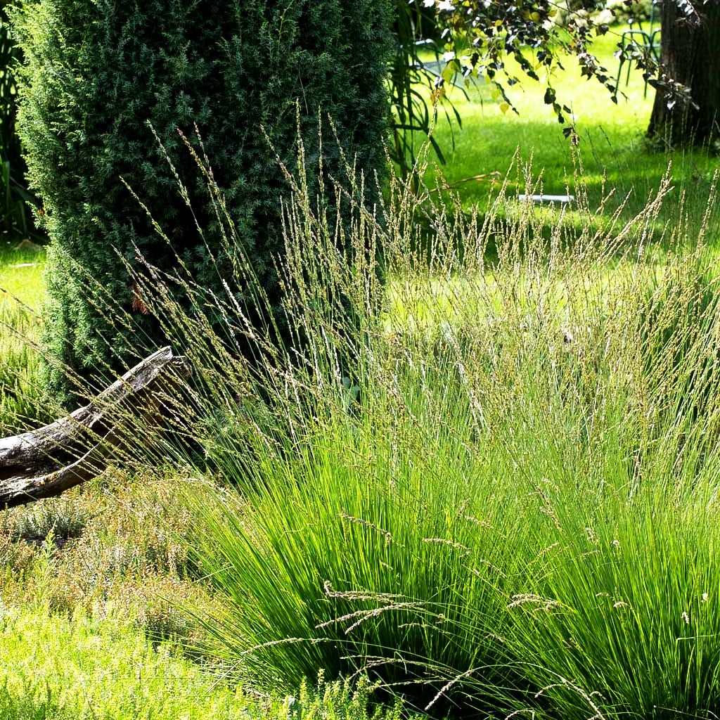 Kleines Pfeifengras 'Heidebraut' (Molinia caerulea)