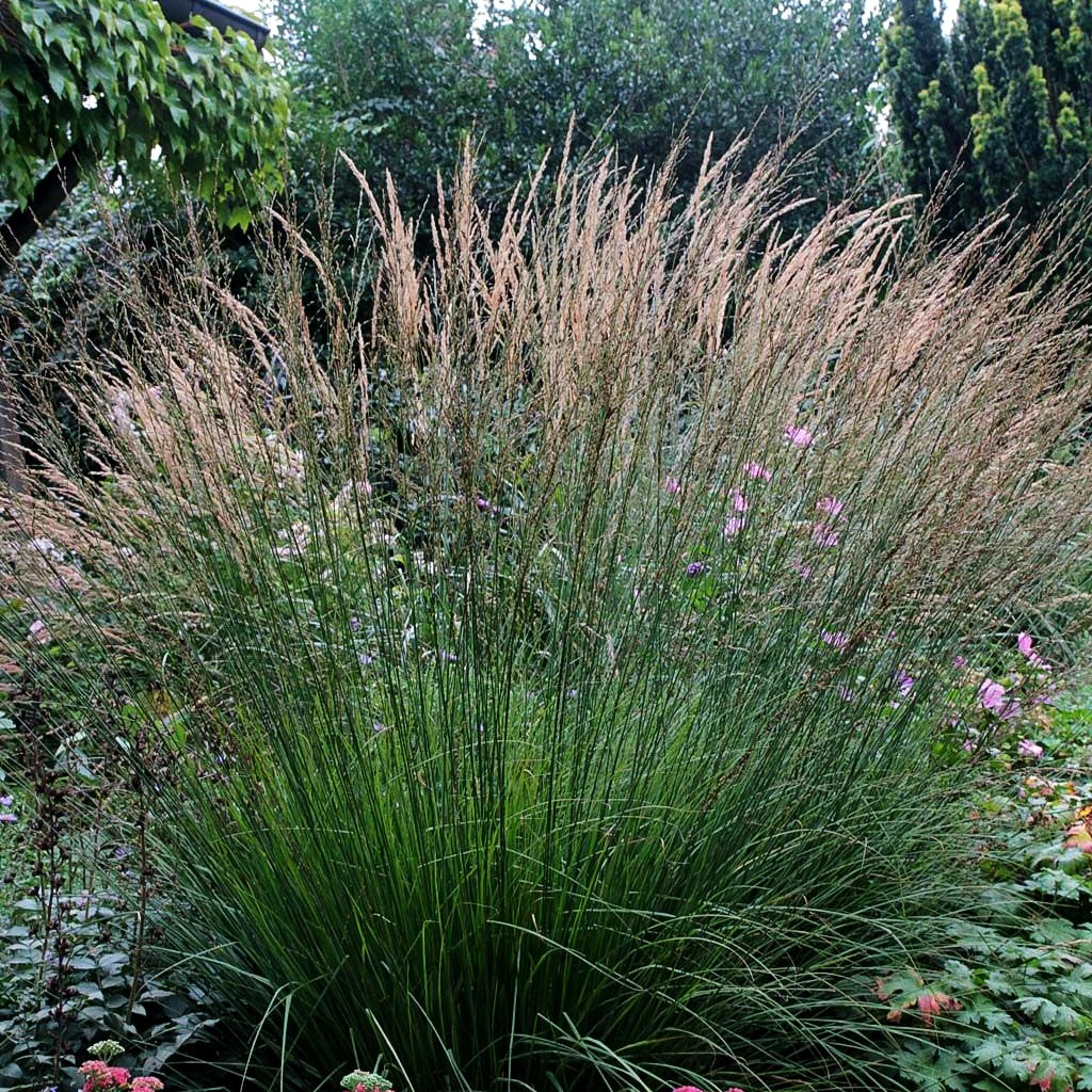 Kleines Pfeifengras 'Heidebraut' (Molinia caerulea)