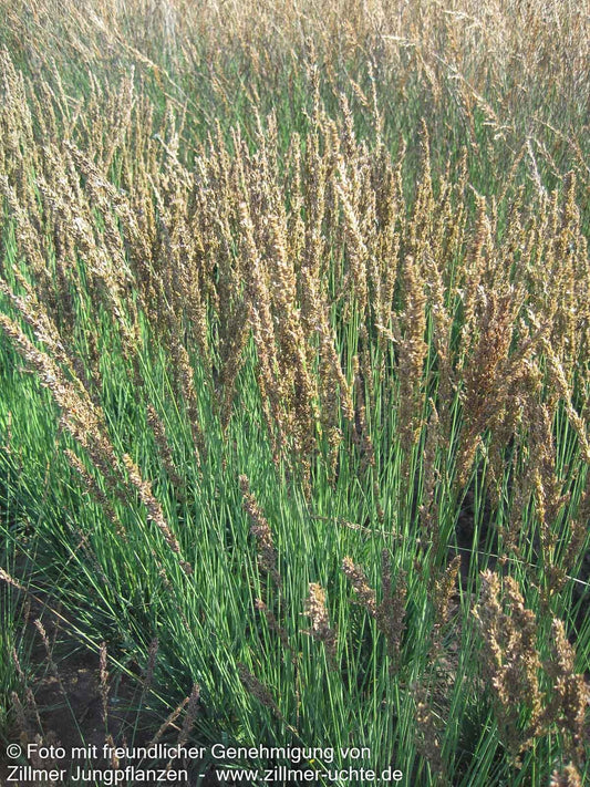 Kleines Pfeifengras 'Moorhexe' (Molinia caerulea)