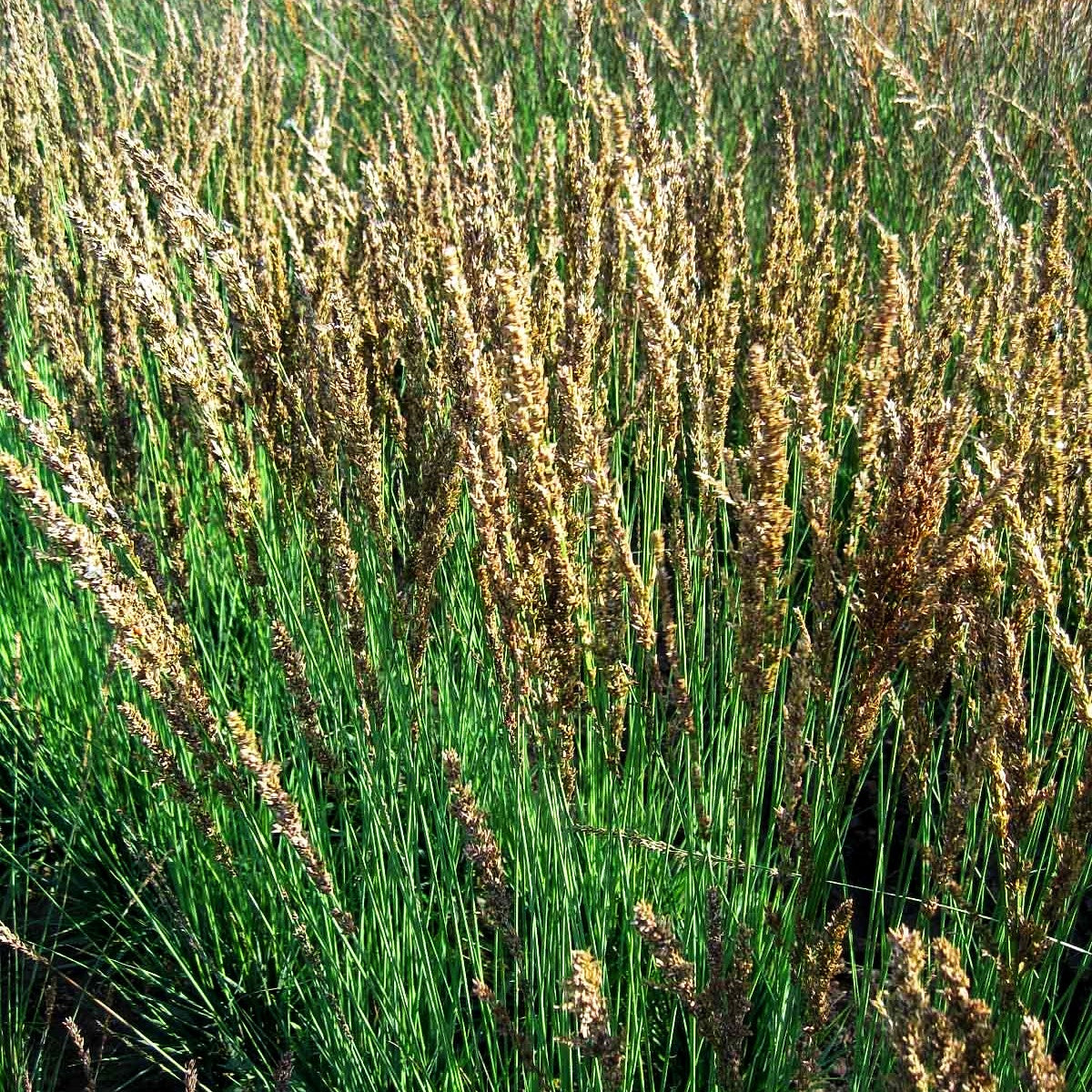 Kleines Pfeifengras 'Moorhexe' (Molinia caerulea)