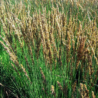 Kleines Pfeifengras 'Moorhexe' (Molinia caerulea)