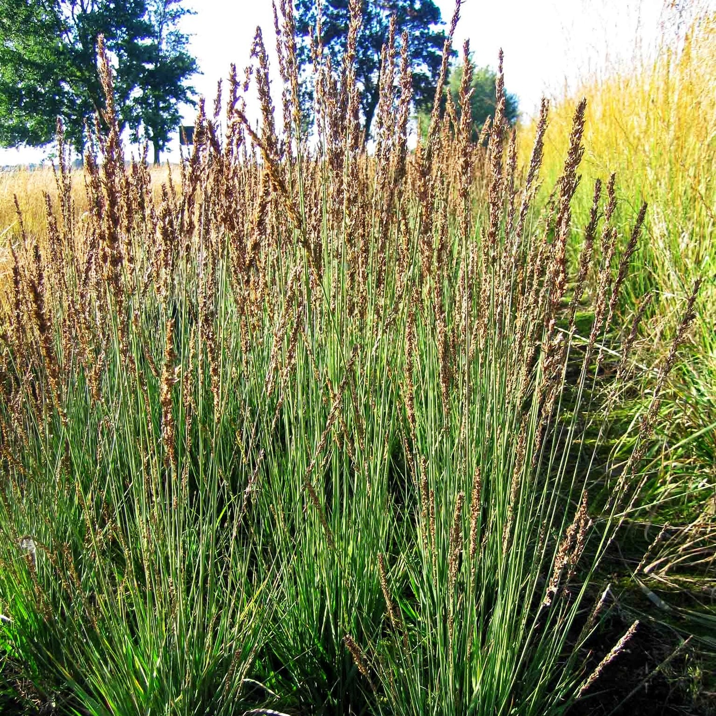 Kleines Pfeifengras 'Moorhexe' (Molinia caerulea)