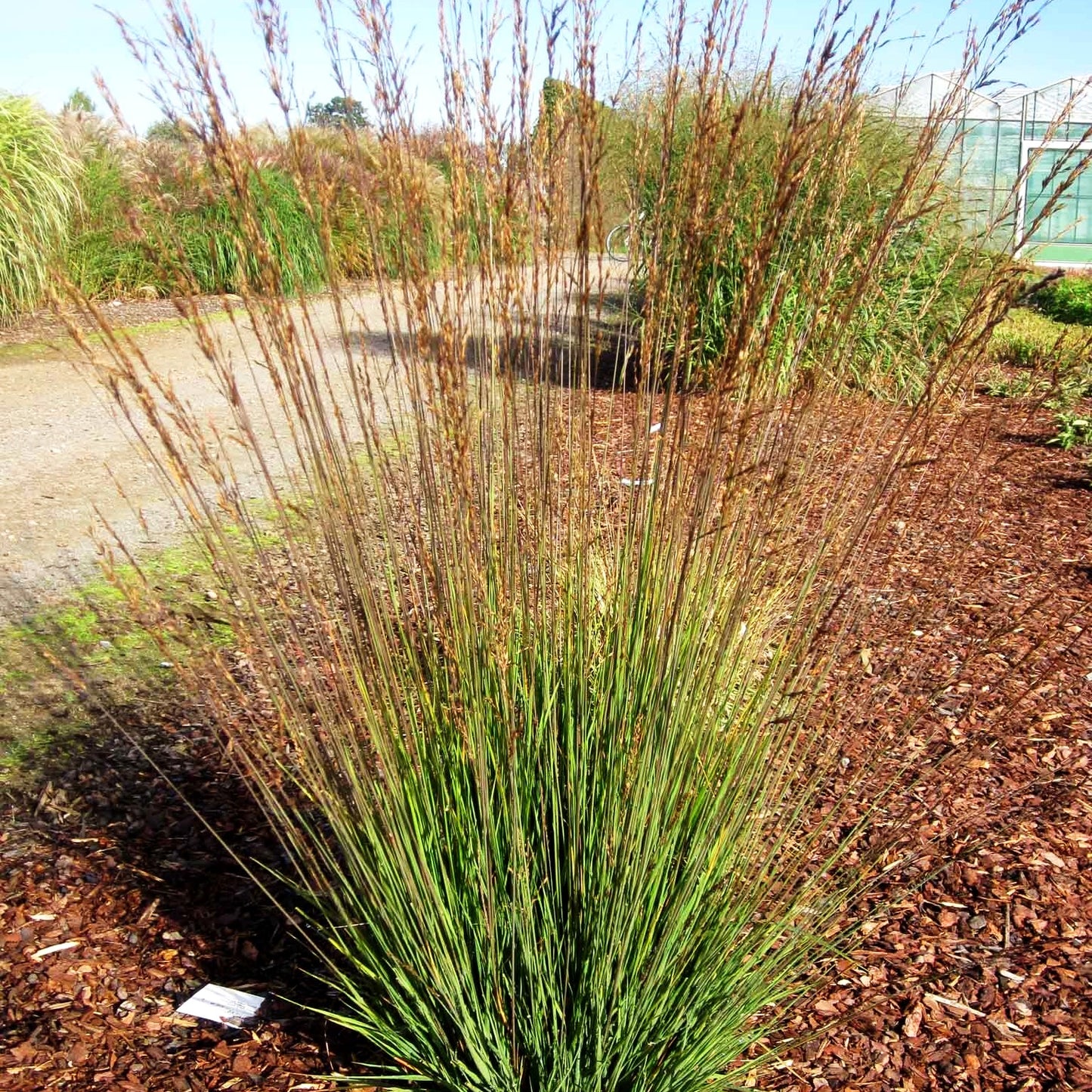Kleines Pfeifengras 'Moorhexe' (Molinia caerulea)