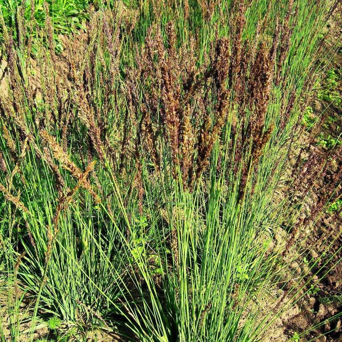 Kleines Pfeifengras 'Moorhexe' (Molinia caerulea)