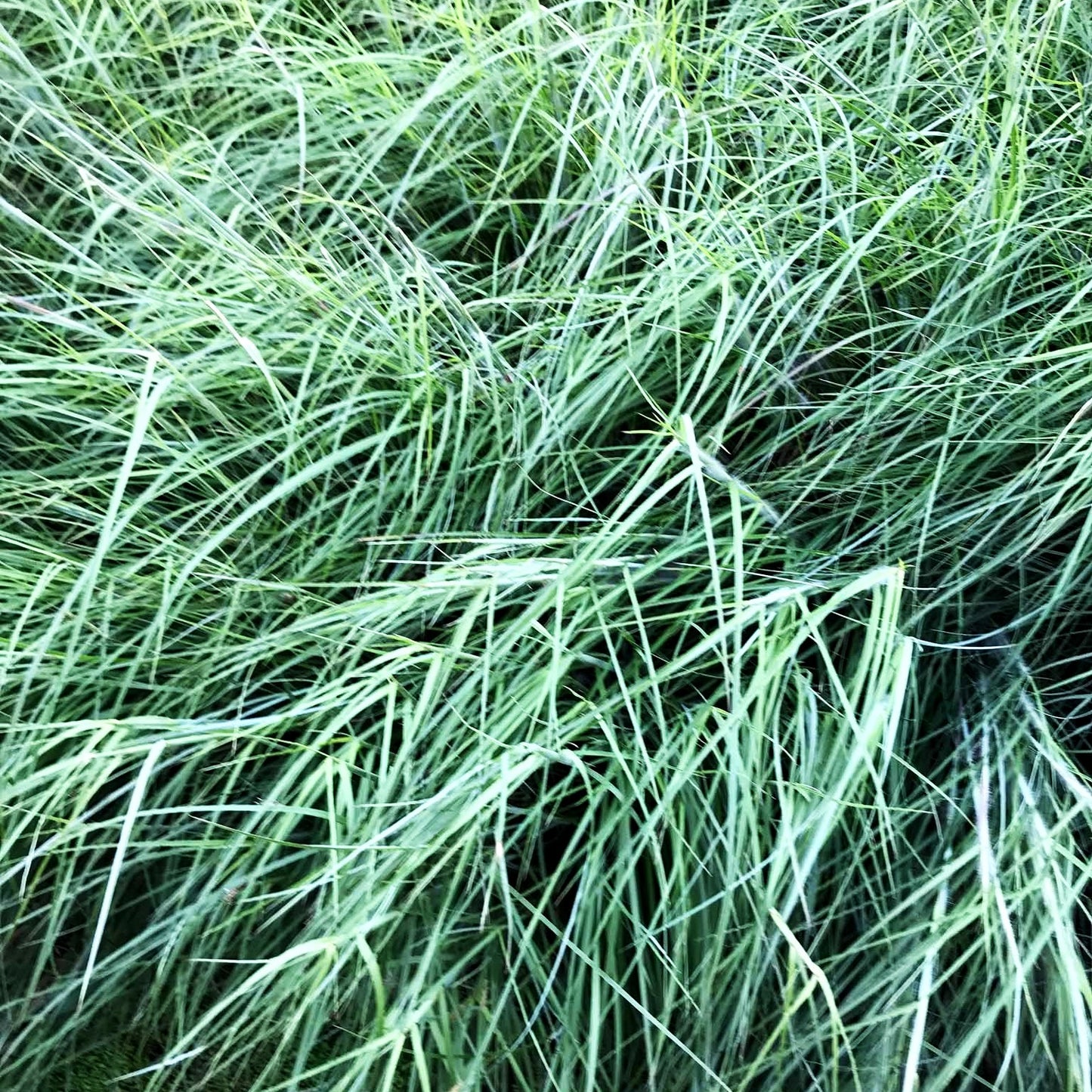 Kleines Präriegras 'Blaze' (Schizachyrium scoparium)