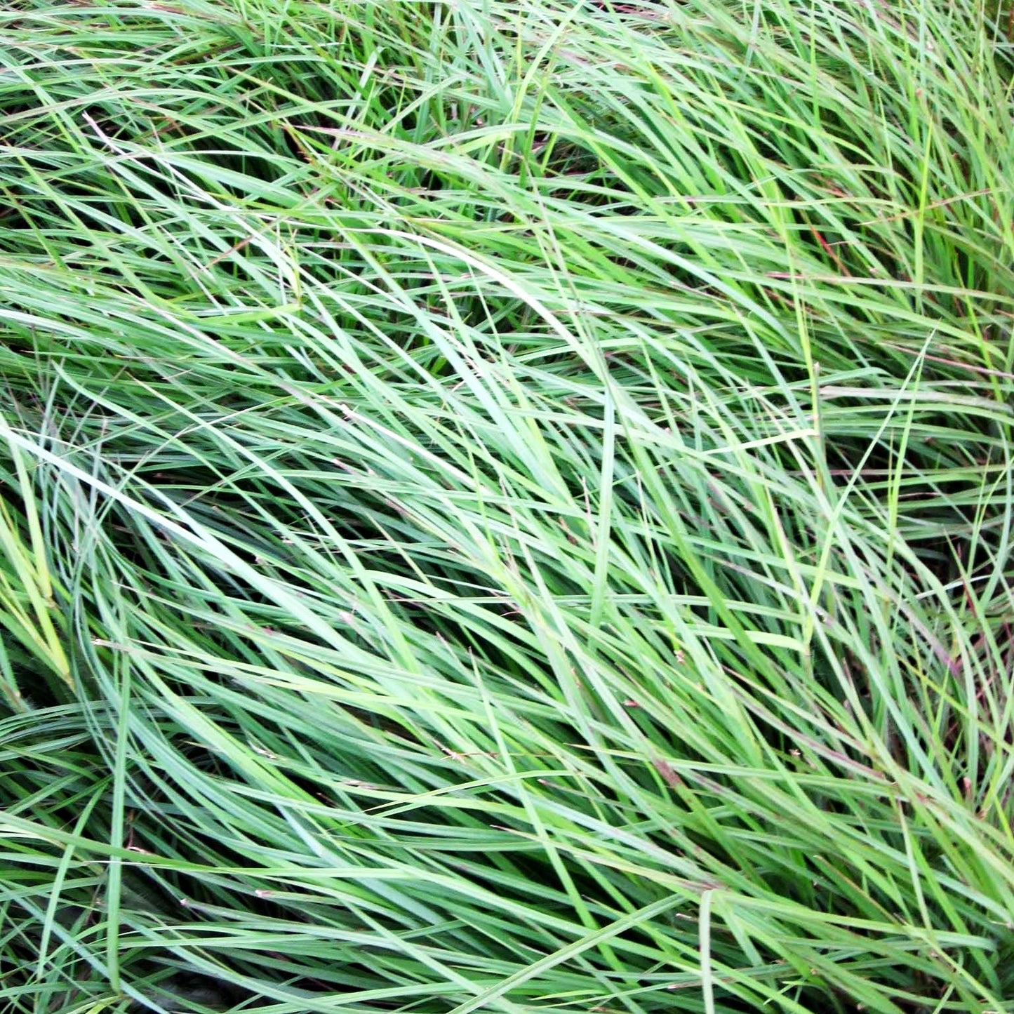 Kleines Präriegras 'Blaze' (Schizachyrium scoparium)