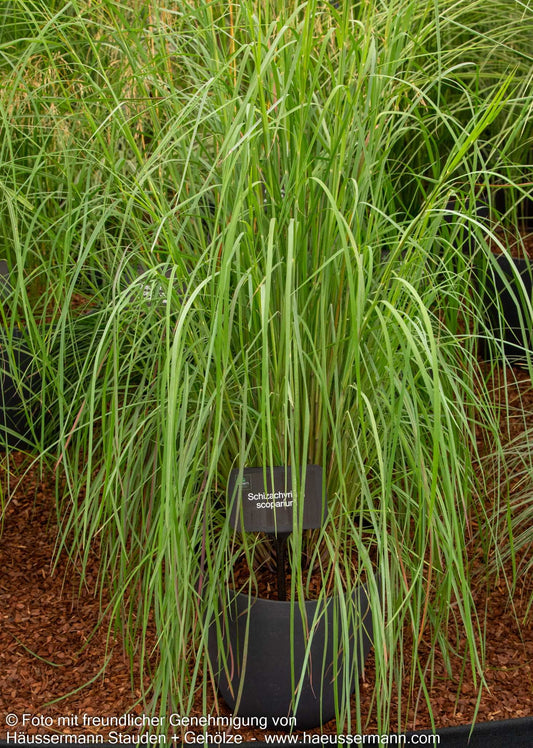 Kleines Präriegras (Schizachyrium scoparium)
