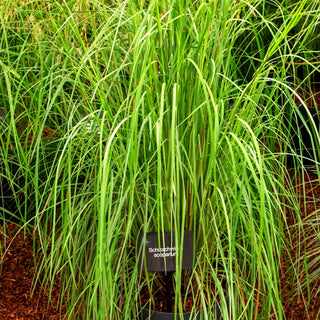 Kleines Präriegras (Schizachyrium scoparium)