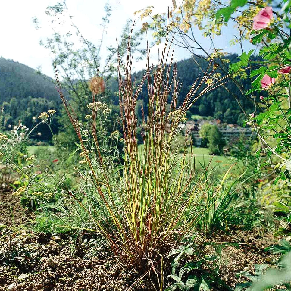 Kleines Präriegras (Schizachyrium scoparium)
