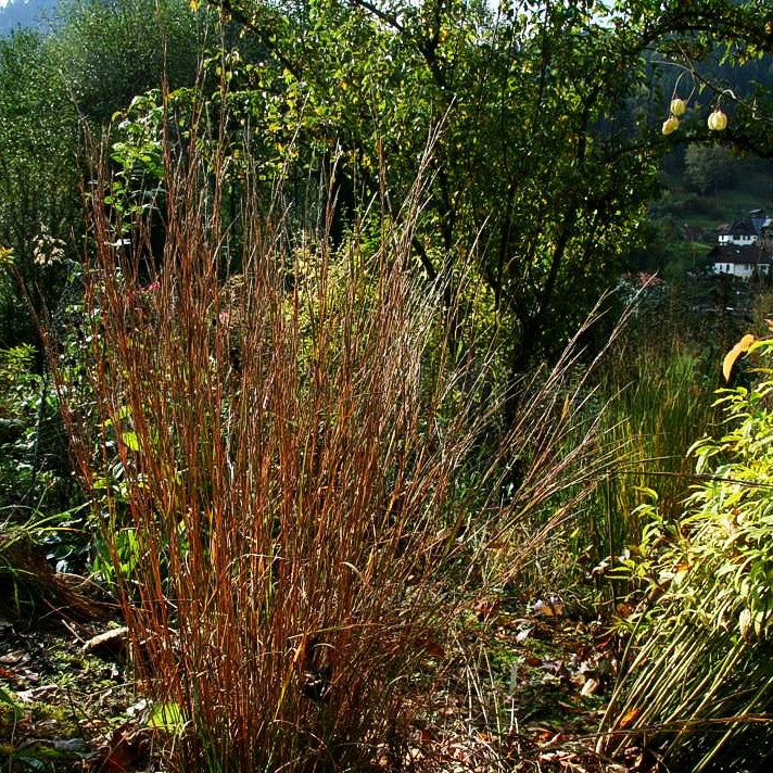 Kleines Präriegras (Schizachyrium scoparium)