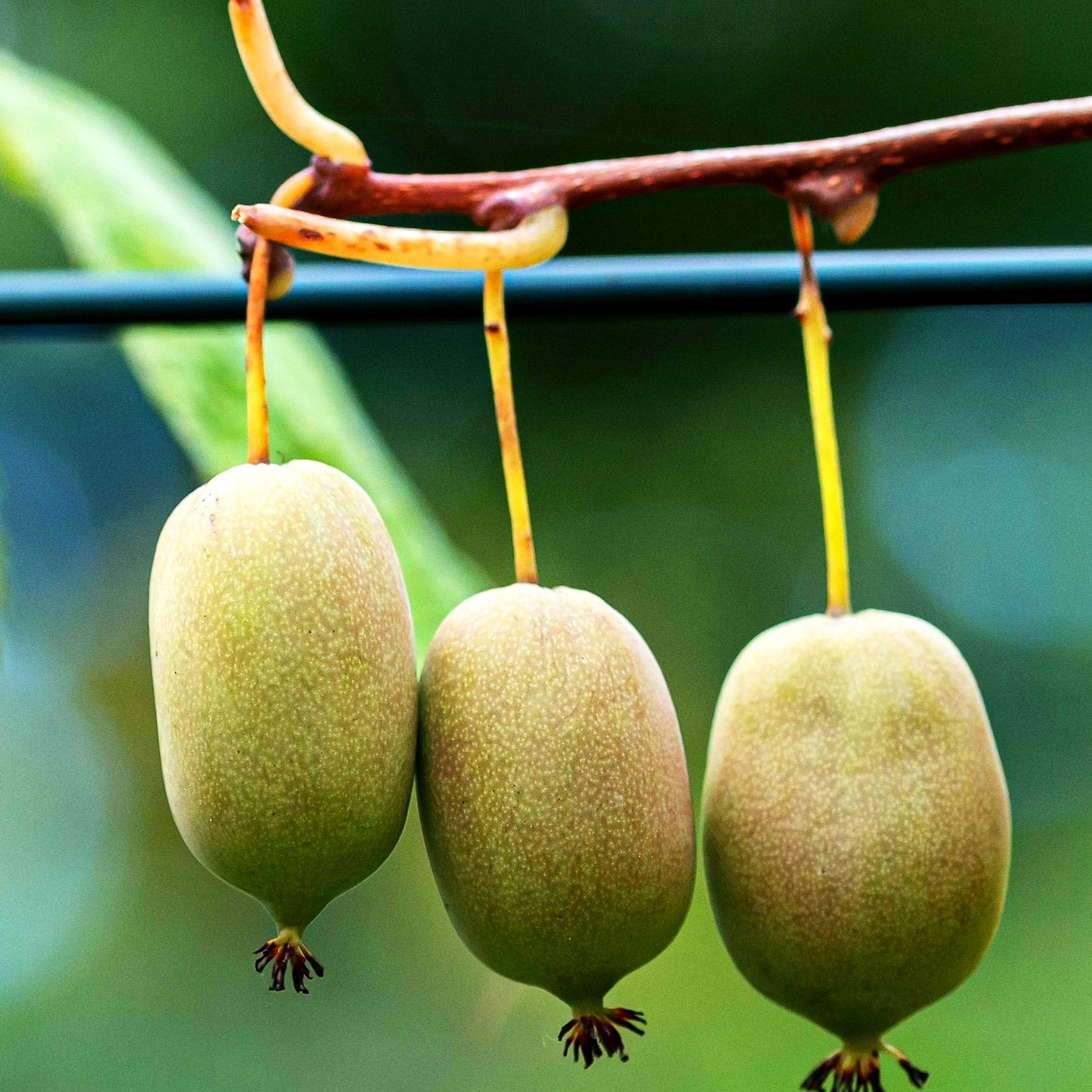 Kleinfruchtige Kiwi (Actinidia arguta)