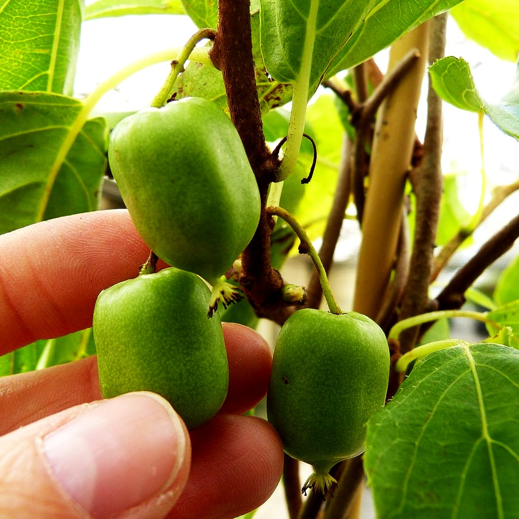 Kleinfruchtige Kiwi (Actinidia arguta)