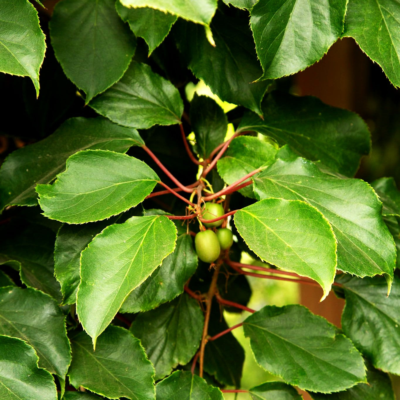 Kleinfruchtige Kiwi (Actinidia arguta)