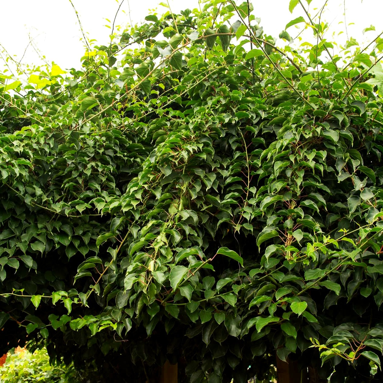 Kleinfruchtige Kiwi (Actinidia arguta)