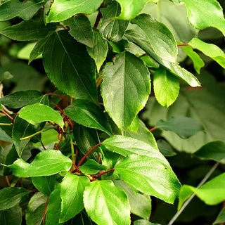 Kleinfruchtige Kiwi - männlich 'Prince Jumbo' (Actinidia arguta)