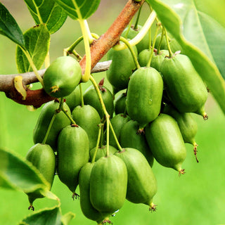 Kleinfruchtige Kiwi - selbstfruchtend 'Issai' (Actinidia arguta)