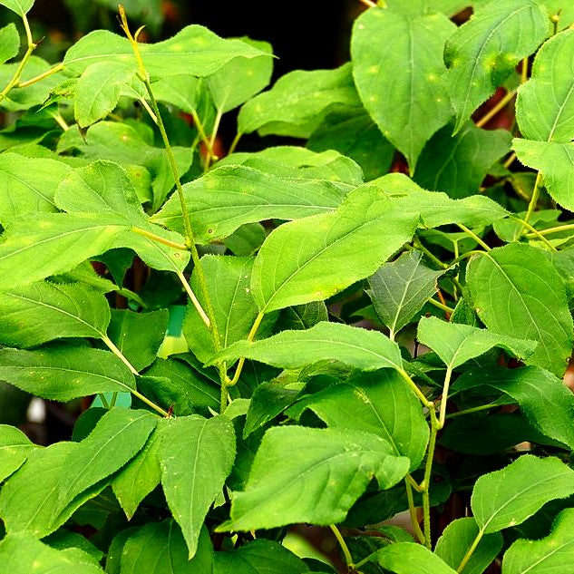 Kleinfruchtige Kiwi - selbstfruchtend 'Issai' (Actinidia arguta)