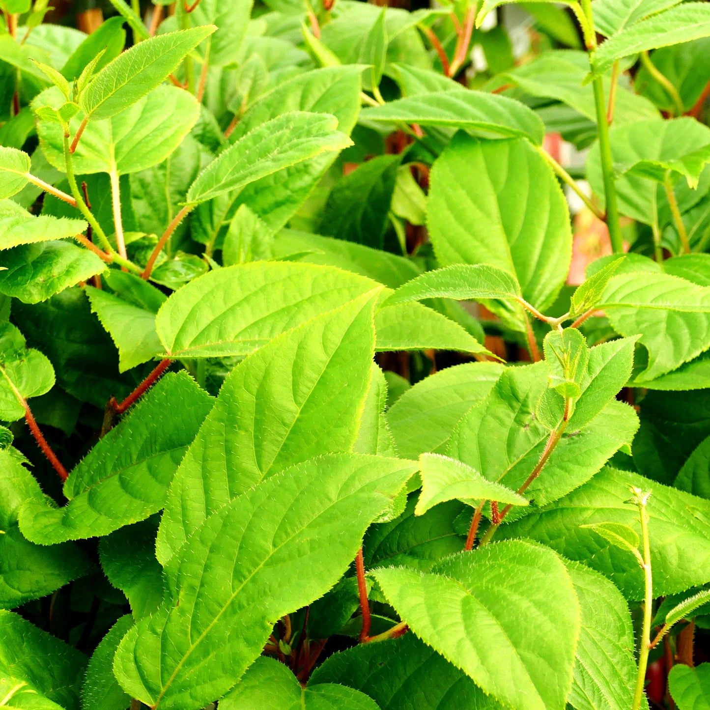 Kleinfruchtige Kiwi weiblich 'Ken's Red' (Actinidia arguta)