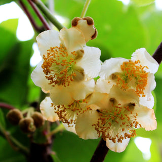 Kleinfruchtige Kiwi zweihäusig 'Weiki' (Actinidia arguta)