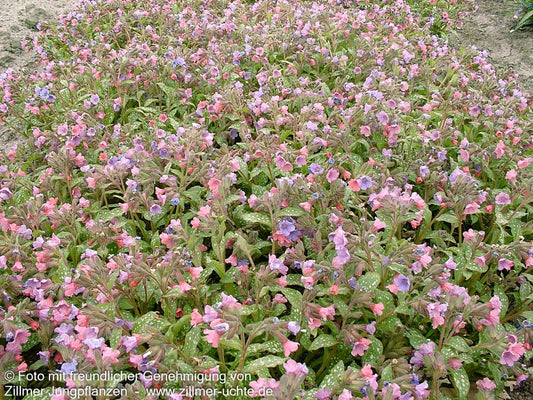 Kleingeflecktes Lungenkraut 'Pink Dawn' (Pulmonaria officinalis)