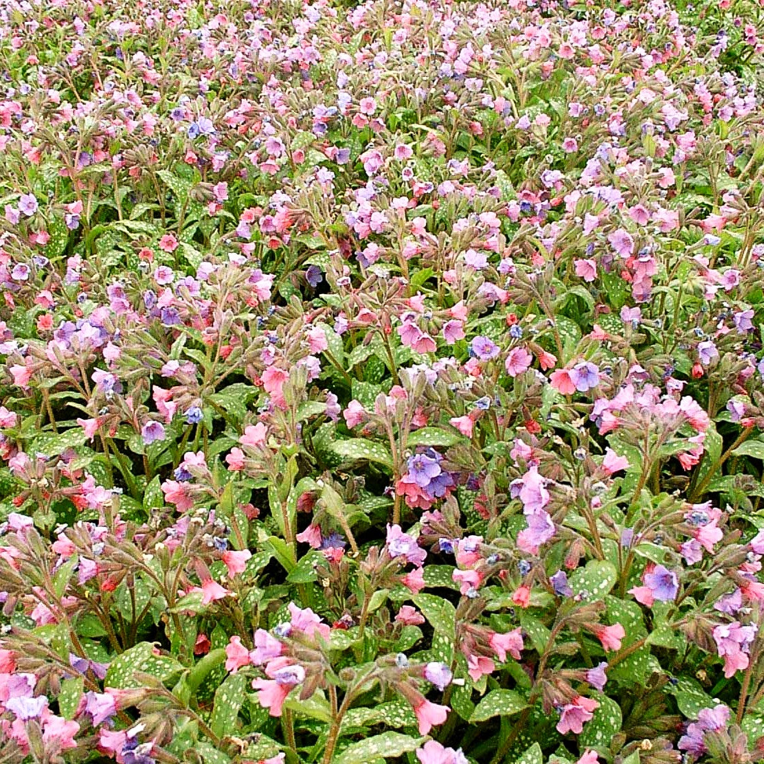 Kleingeflecktes Lungenkraut 'Pink Dawn' (Pulmonaria officinalis)