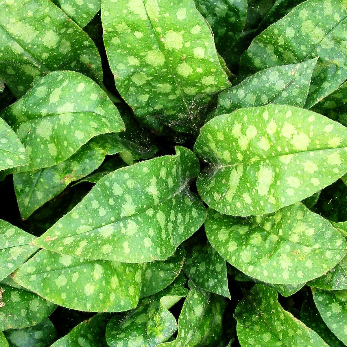 Kleingeflecktes Lungenkraut 'Pink Dawn' (Pulmonaria officinalis)