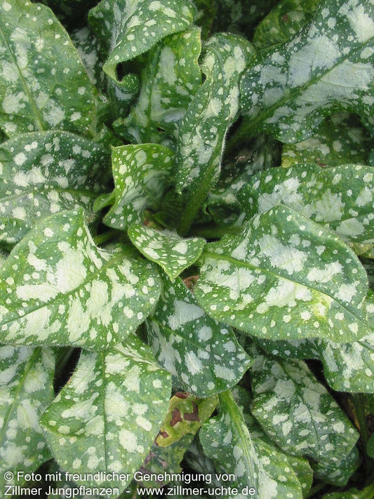 Kleingeflecktes Lungenkraut 'Sissinghurst White' (Pulmonaria officinalis)