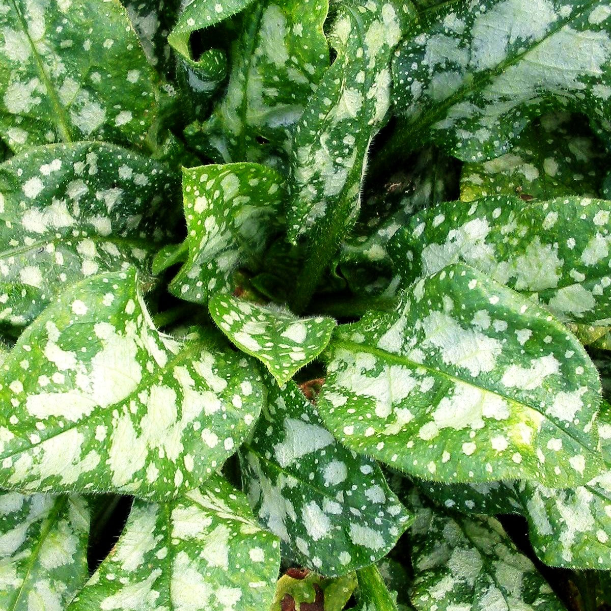 Kleingeflecktes Lungenkraut 'Sissinghurst White' (Pulmonaria officinalis)