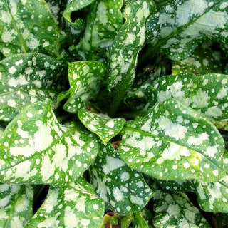 Kleingeflecktes Lungenkraut 'Sissinghurst White' (Pulmonaria officinalis)