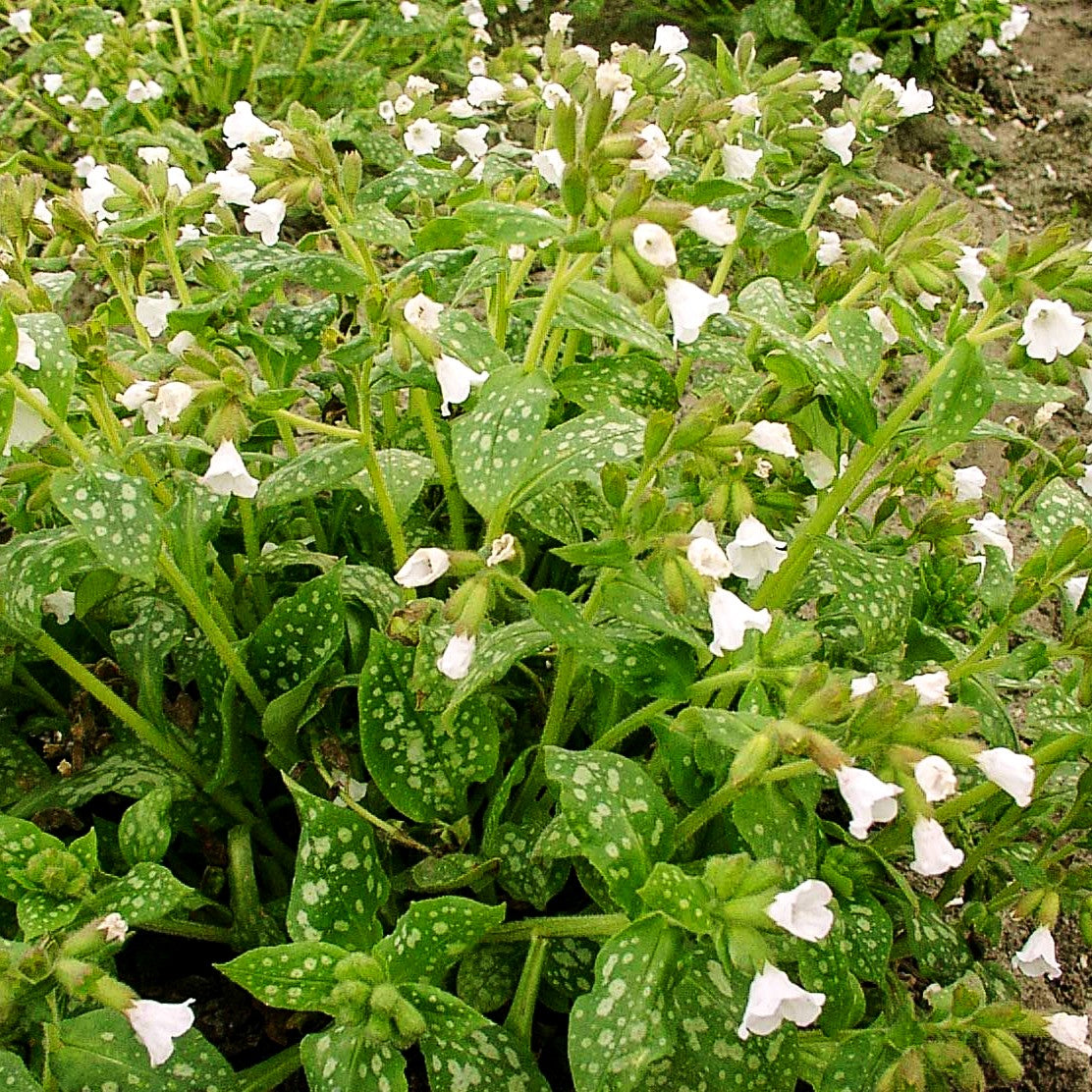 Kleingeflecktes Lungenkraut 'Sissinghurst White' (Pulmonaria officinalis)