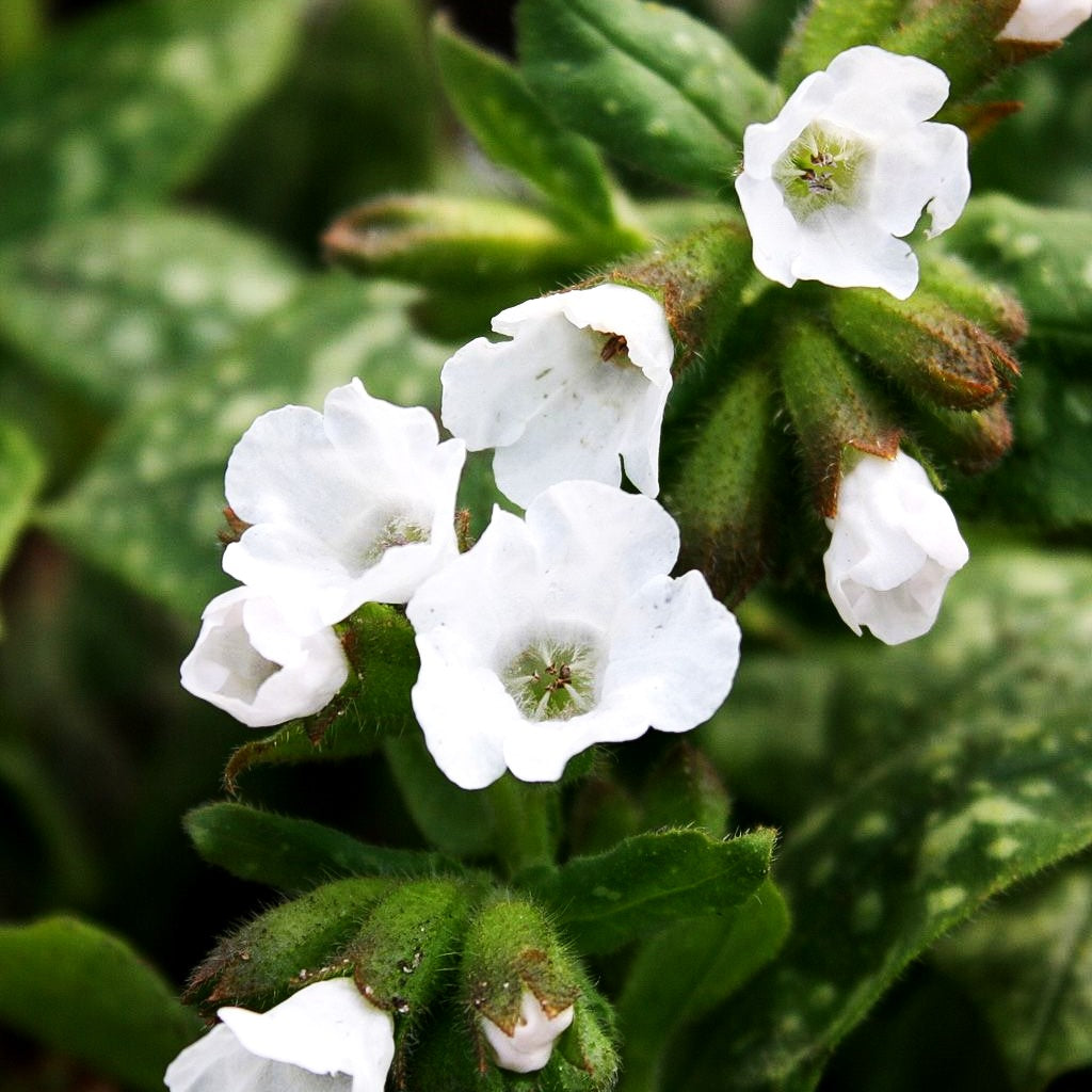 Kleingeflecktes Lungenkraut 'Sissinghurst White' (Pulmonaria officinalis)