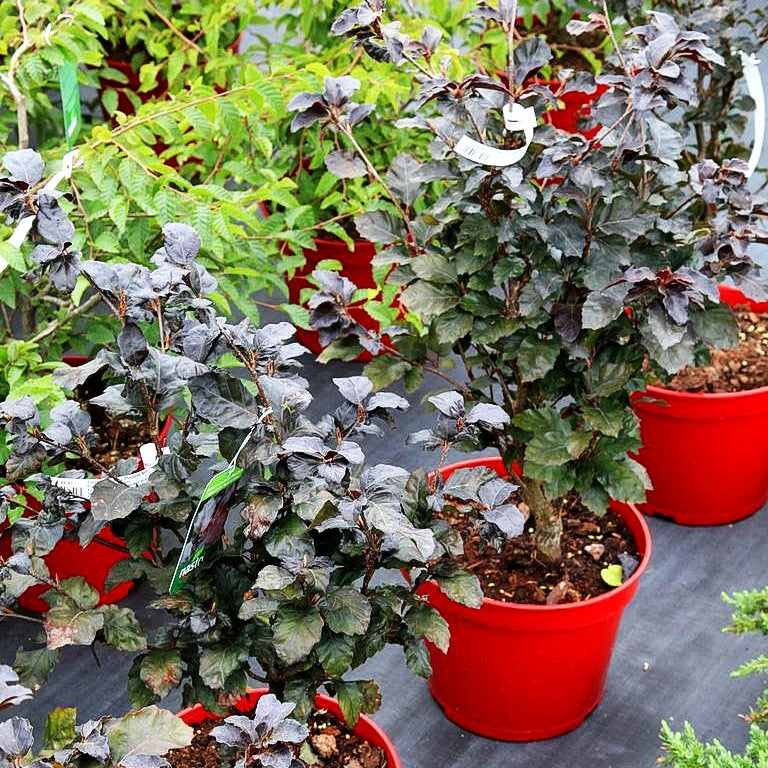 Kleinwüchsige Blut-Buche 'Purpurea Nana' (Fagus sylvatica)