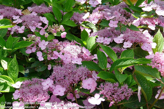 Kleinwüchsige Hortensie (Hydrangea ser. var. koreana)