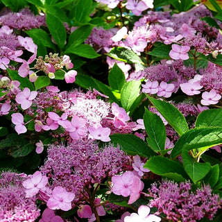 Kleinwüchsige Hortensie (Hydrangea ser. var. koreana)