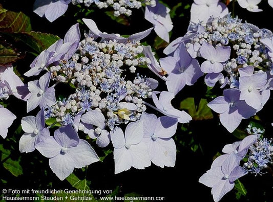 Kleinwüchsige Teller-Hortensie 'Blue Deckle' (Hydrangea serrata)