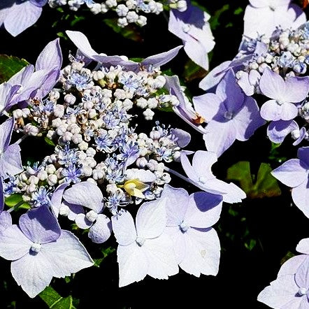 Kleinwüchsige Teller-Hortensie 'Blue Deckle' (Hydrangea serrata)