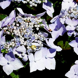 Kleinwüchsige Teller-Hortensie 'Blue Deckle' (Hydrangea serrata)