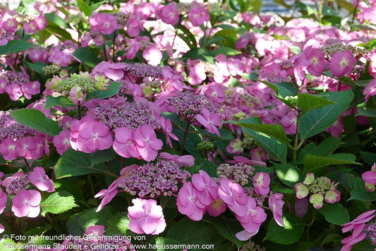 Kleinwüchsige Teller-Hortensie 'Cotton Candy' (Hydrangea serrata)