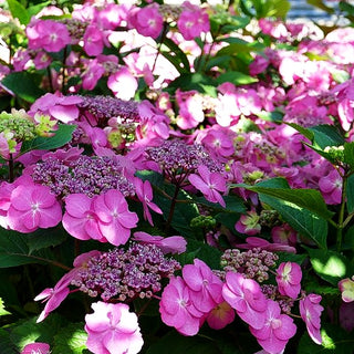 Kleinwüchsige Teller-Hortensie 'Cotton Candy' (Hydrangea serrata)