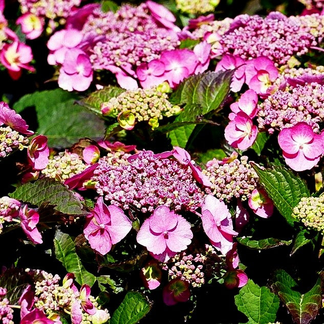 Kleinwüchsige Teller-Hortensie 'Cotton Candy' (Hydrangea serrata)