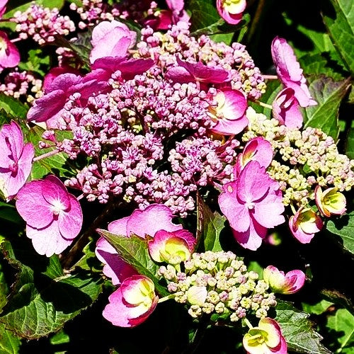 Kleinwüchsige Teller-Hortensie 'Cotton Candy' (Hydrangea serrata)