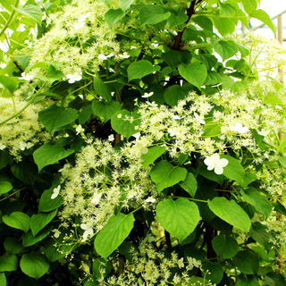 Kletter-Hortensie (Hydrangea petiolaris)