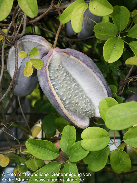 Klettergurke (Akebia quinata)