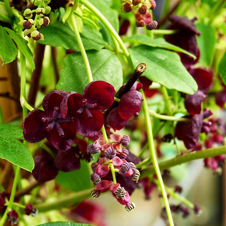 Klettergurke (Akebia quinata)