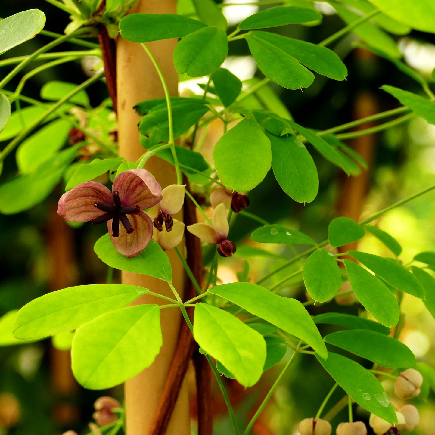 Klettergurke (Akebia quinata)