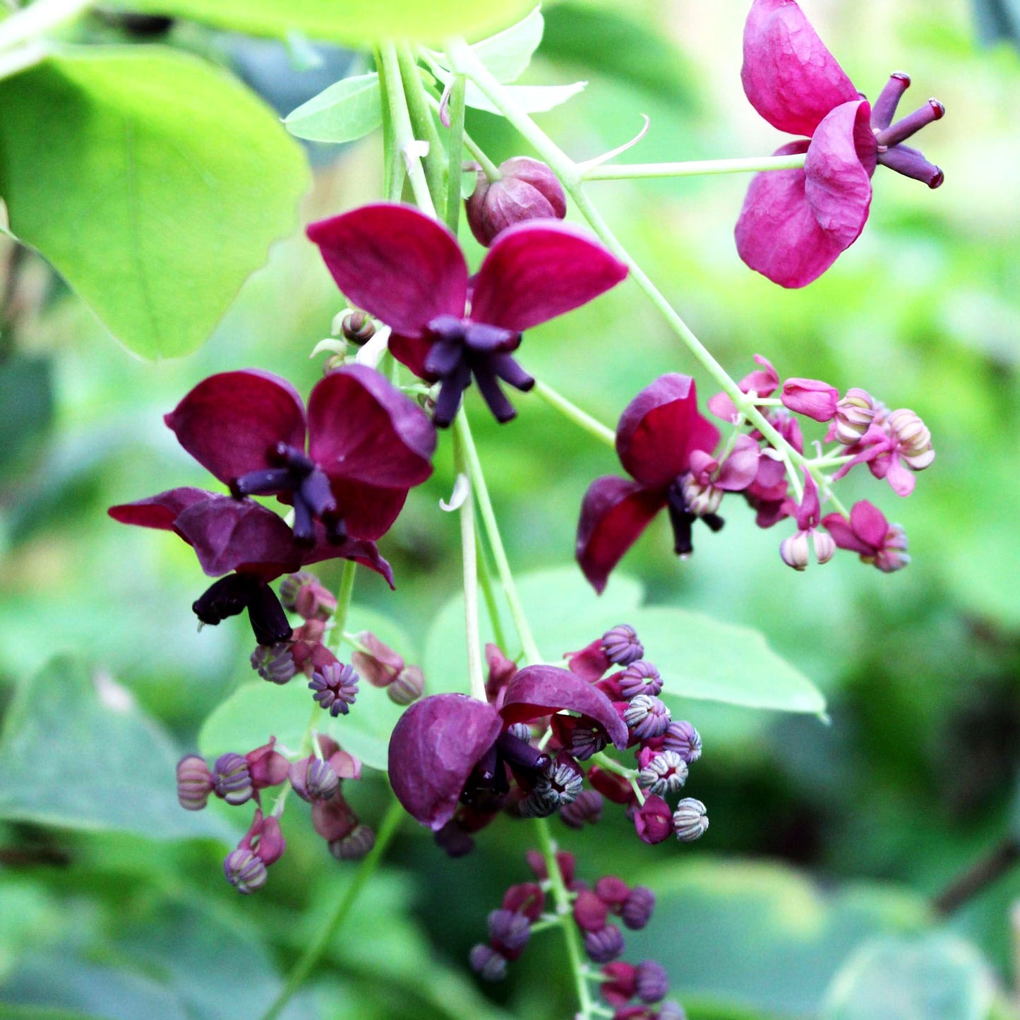 Klettergurke (Akebia quinata)