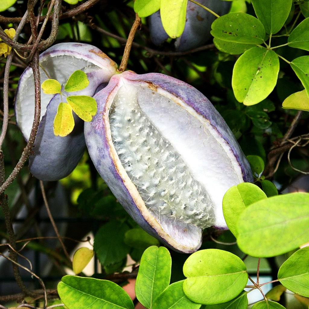 Klettergurke (Akebia quinata)