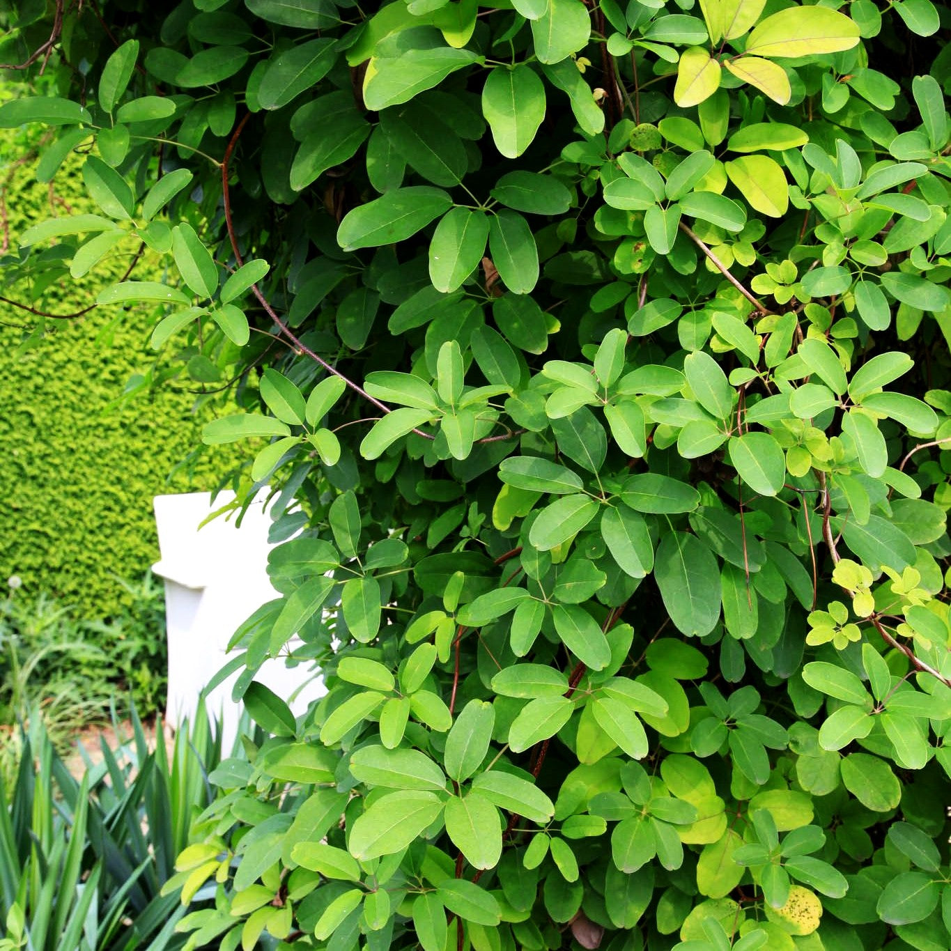 Klettergurke (Akebia quinata)
