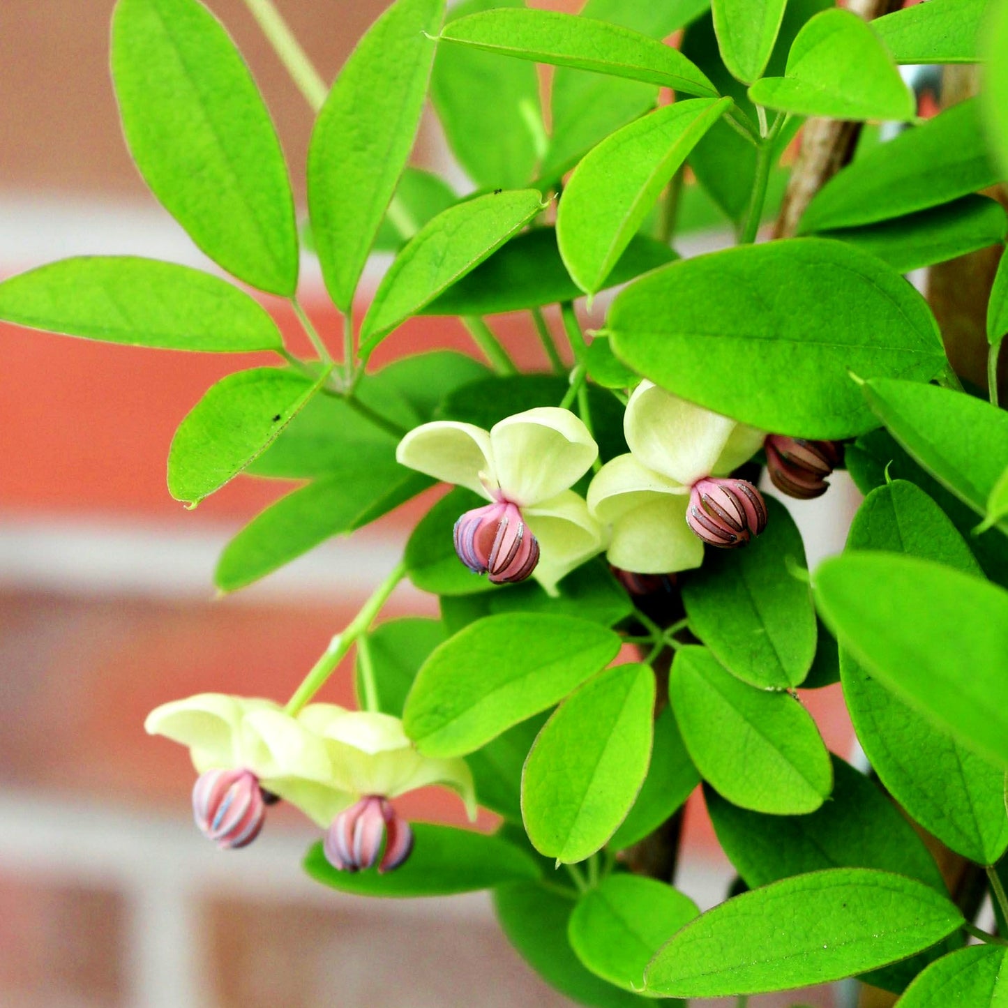 Klettergurke 'Cream Form' (Akebia quinata)