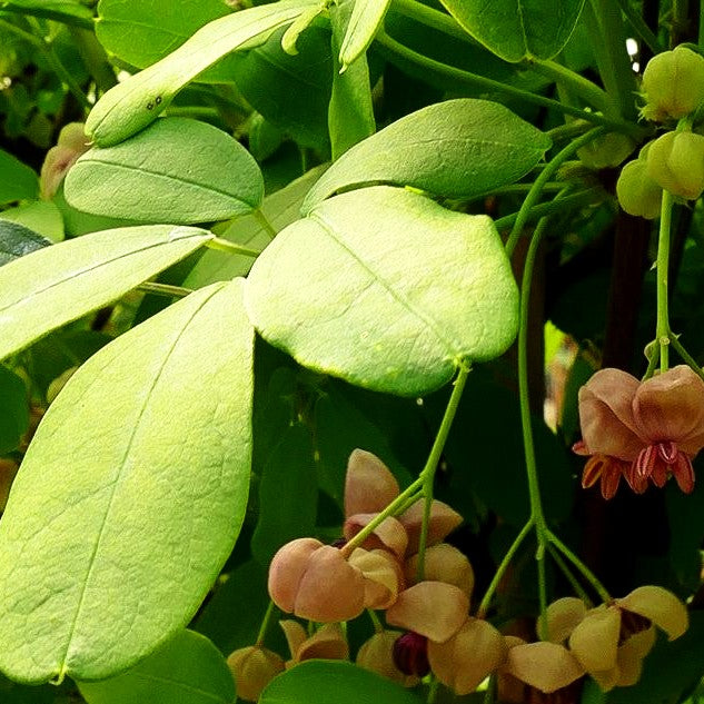 Klettergurke 'Cream Form' (Akebia quinata)